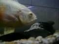 Oscar-Albino-na-deso