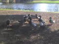 Feed the ducks Feed the ducks