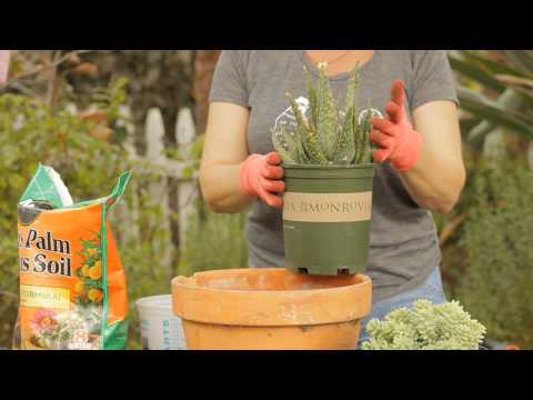 how to transplant burro's tail