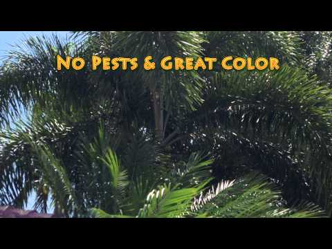 how to fertilize canary island date palm