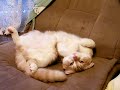 Scottish Fold?sleeps?