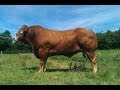 Elevage Limousin Gaec de Laucate (BACOU) - YouTube