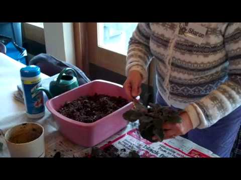 how to replant an african violet