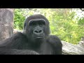 Gorillas at the Zoo (in HD)