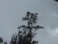 Severe thunderstorm (9-4-07)