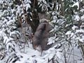 Click here to watch this video 雪の中でトイレする猫