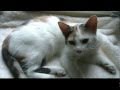 B. CASTALDI: Laurina Corrente Theorbo (new fingering one fourth down)