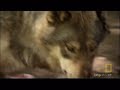 When times are tough, a wolf fetus may make the ultimate sacrifice to ensure its siblings survive.