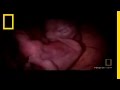 Pups in the Womb