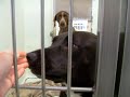 She is a sweet lab mix who needs out of the pound quickly because it is not good for her at all and she has been there to long. That pointer is no longer there. Will you foster virtuoso at least? If so, contact STPfoster@live.com