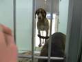 Virtouso (lab mix) at LCAS. URGENT!