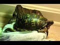 Proof Turtles Can Be Cute