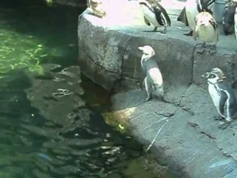Zoo Denmark - Penguins in Aalborg Zoo, Denmark gets fed while an employee tells about them. July 26th, 2012.