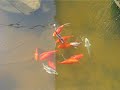 backyard pond fish backyard pond fish