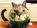 *** Very Funny Cats 4 ***