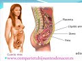 Estimulaci�n prenatal