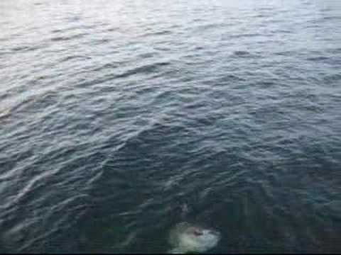Sunfish