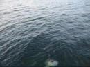 Sunfish