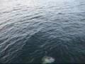 Sunfish