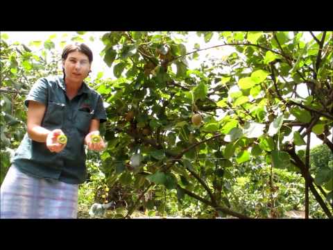 how to kiwi tree