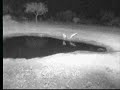 7.23.07 12.18am 2 Reedbuck at the waterhole