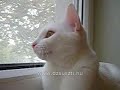 Dumcsi a fakop�nccsal, k�zelr?l :o)