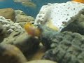 Alligator Snapping Turtle Awsome Feeding Alligator Snapping Turtle Awsome Feeding