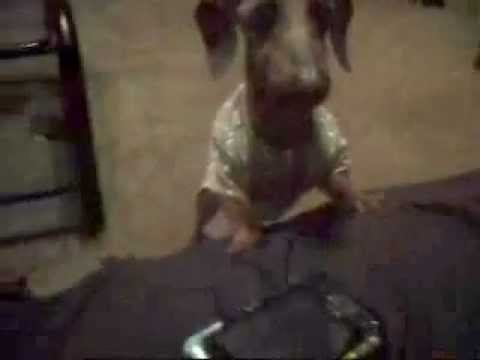 aeshnid -