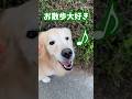 【お散歩って楽しいね🎵ゴールデンレトリバー】 #大型犬のいる生活 #ゴールデンレトリバー #犬 #癒し #大型犬 #retreiver #goldenretreiver