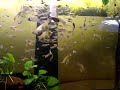 MOV07138.MPG