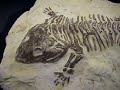 Salamder prehistoric Salamder prehistoric