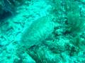 videos de Plongée Mexique 