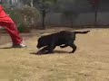 ロボラドール