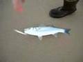 pesca de lubina a spinning (balseiro)