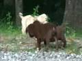 Puppies September 08