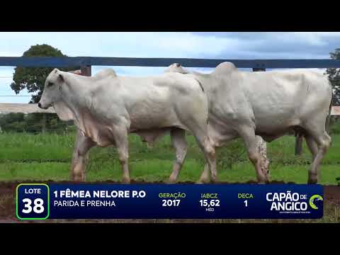 6 DE OLHO NA FAZENDA CAPO DE ANGICO