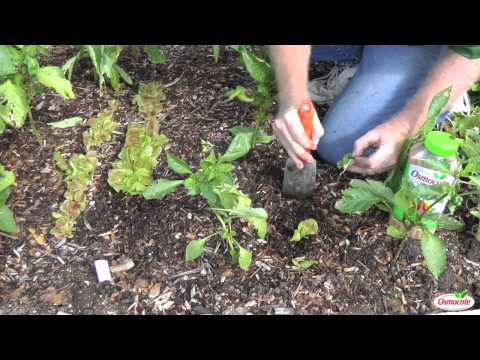 how to replant butter lettuce