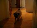 Rotvajler Video