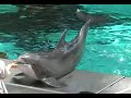 Delphin Show Zoo Duisburg