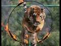 Tiger-sind-stolz-und