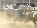 toro cebu vs charolais toro cebu vs charolais