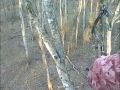 Heart Shot Bowhunt Swamp Buck Slow Motion Kill-Raymond King