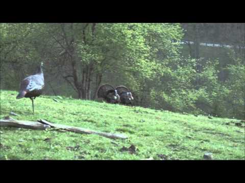 Turkey Hunting, Robby Gilbert calls in 2 monster strutters!