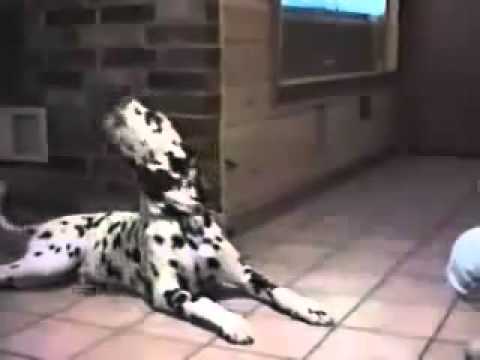 talking animal - Really funny cats and dogs talking...Saying various things. Please comment, and rate!