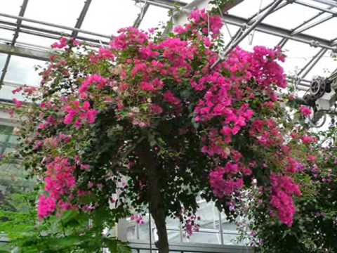 温室の植物