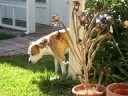 Snowy apparently likes brawn over brains.