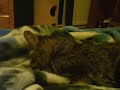 Cat snuggling her favorite blanket