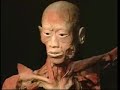bodies at the museum