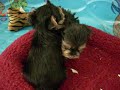 Zoey and her Morkie babies 4.5 wks old