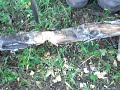 Demo chopping and wood batoning of the excellent RAT-7 survival knife by Ontario Knives. There are some other good to great variations of the RAT like the ones offered by RAT Cutlery. However I prefer at least a 7